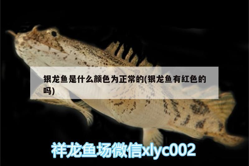 銀龍魚是什么顏色為正常的(銀龍魚有紅色的嗎)