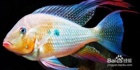 元寶鳳凰魚怎么養的好一點呢：元寶鳳凰魚的飼養方法