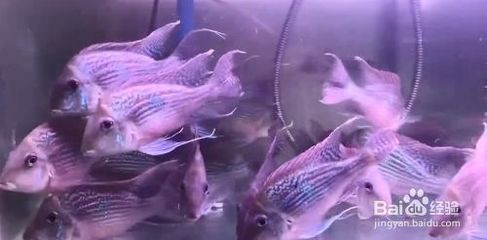 元寶鳳凰魚怎么養的好一點呢：元寶鳳凰魚的飼養方法