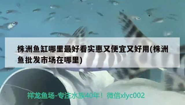 株洲龍魚vs株洲水族批發市場vs株洲水族館vs株洲魚缸批發市場vs祥龍魚場：株洲龍魚、株洲水族批發市場、株洲魚缸批發市場信息