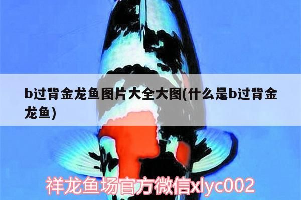b過背金龍魚圖片大全大圖(什么是b過背金龍魚)