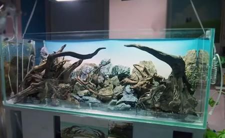 湘潭龍魚vs湘潭水族批發市場vs湘潭水族館vs湘潭魚缸批發市場vs祥龍魚場：湘潭水族批發市場