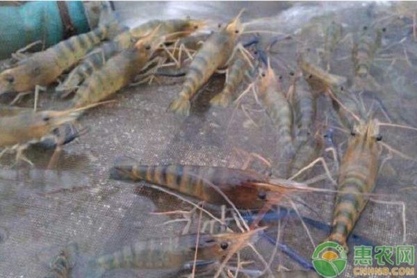 金老虎魚的飼養(yǎng)技巧，金老虎魚飼養(yǎng)技巧 金老虎魚的飼養(yǎng)技巧，金老虎魚飼養(yǎng)技巧 虎魚百科 第3張