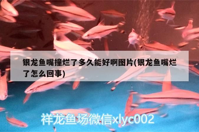 銀龍魚嘴撞爛了多久能好啊圖片(銀龍魚嘴爛了怎么回事)