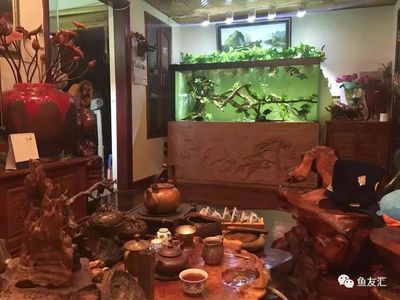 養(yǎng)魟魚(yú)適合放沉木嗎：養(yǎng)魟魚(yú)可能不適合放沉木嗎，養(yǎng)魟魚(yú)適合放沉木嗎 養(yǎng)魟魚(yú)適合放沉木嗎：養(yǎng)魟魚(yú)可能不適合放沉木嗎，養(yǎng)魟魚(yú)適合放沉木嗎 魟魚(yú)百科 第4張