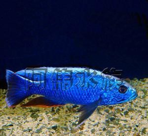 海魚觀賞魚價格走勢（全球觀賞魚市場規模在2022年達54.98億美元）