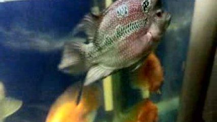 梧州龍魚vs梧州水族批發(fā)市場(chǎng)vs梧州水族館vs梧州魚缸批發(fā)市場(chǎng)vs祥龍魚場(chǎng)：梧州水族市場(chǎng)最新動(dòng)態(tài)梧州水族市場(chǎng)最新動(dòng)態(tài)