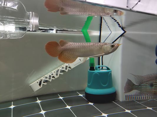 梧州龍魚vs梧州水族批發(fā)市場(chǎng)vs梧州水族館vs梧州魚缸批發(fā)市場(chǎng)vs祥龍魚場(chǎng)：梧州水族市場(chǎng)最新動(dòng)態(tài)梧州水族市場(chǎng)最新動(dòng)態(tài)