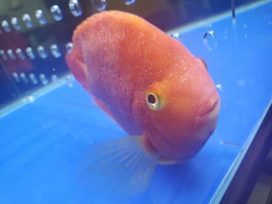 臨汾龍魚vs臨汾水族批發市場vs臨汾水族館vs臨汾魚缸批發市場vs祥龍魚場：臨汾水族批發市場