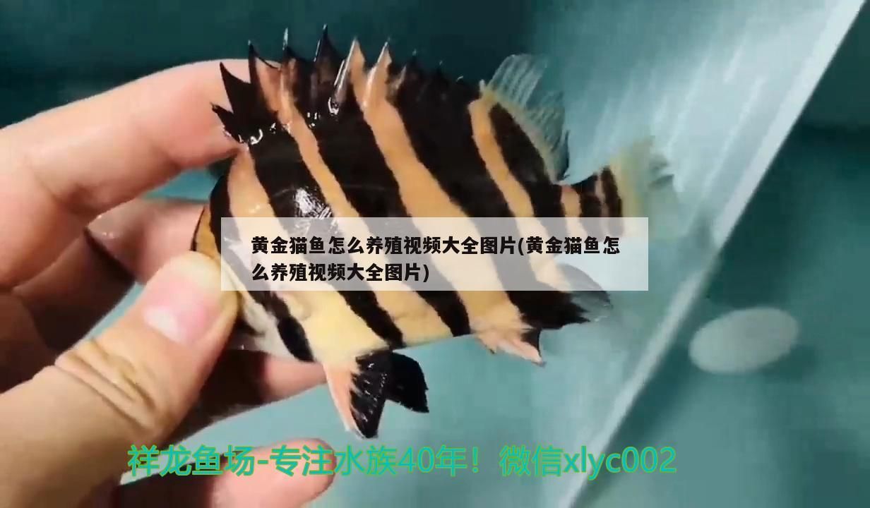 黃金貓魚怎么養殖視頻大全圖片(黃金貓魚怎么養殖視頻大全圖片)