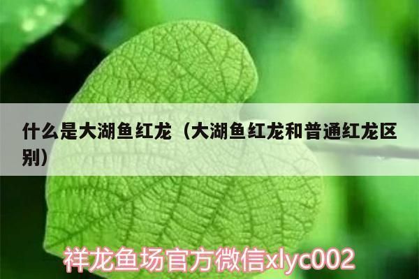 大湖紅龍魚是什么意思網絡用語：大湖紅龍魚在網絡用語中指的是一種特定的魚具體含義
