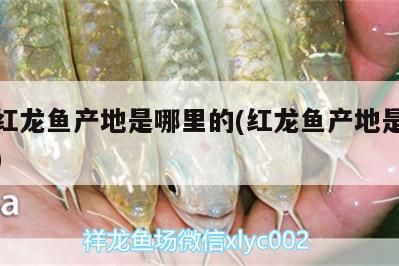 印尼紅龍魚產地是哪里的(紅龍魚產地是哪個國家)