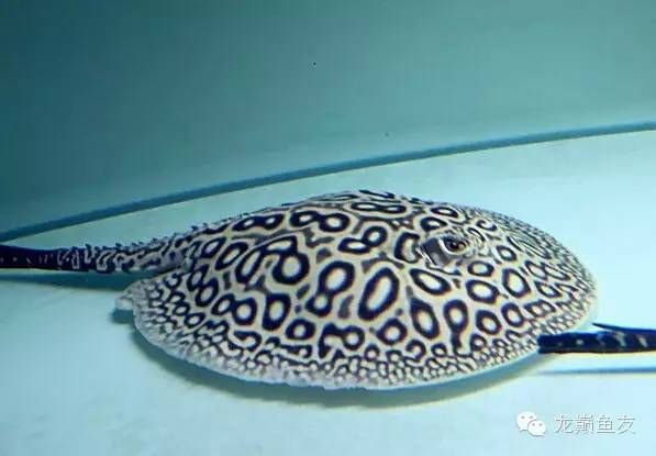 白子魟魚紋路怎么看：判斷白子魟魚的品質和價值，白子魟魚紋路怎么看 白子魟魚紋路怎么看：判斷白子魟魚的品質和價值，白子魟魚紋路怎么看 魟魚百科 第3張