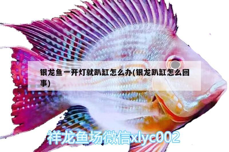 銀龍魚一開燈就趴缸怎么辦(銀龍趴缸怎么回事)