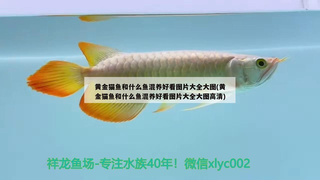 黃金貓魚和什么魚混養好看圖片大全大圖(黃金貓魚和什么魚混養好看圖片大全大圖高清)