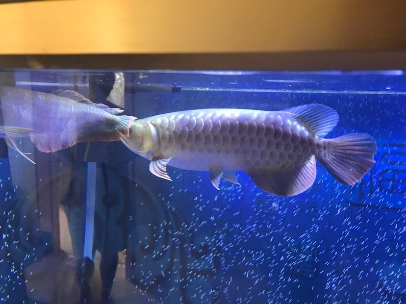 是過背么 黃金貓魚百科 第2張 是過背么 是過背么 黃金貓魚百科 第2張