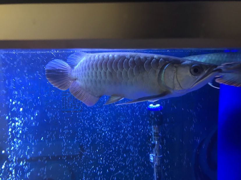 是過背么 黃金貓魚百科 第3張 是過背么 是過背么 黃金貓魚百科 第3張