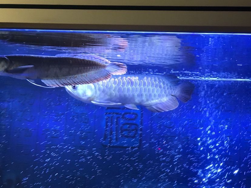 是過背么 黃金貓魚百科 第4張 是過背么 是過背么 黃金貓魚百科 第4張