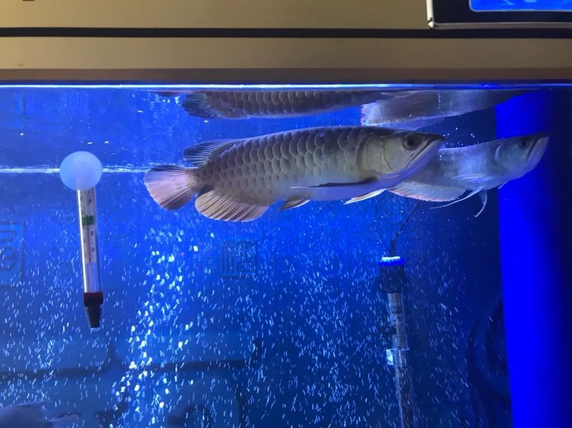 是過背么 黃金貓魚百科 第5張 是過背么 是過背么 黃金貓魚百科 第5張