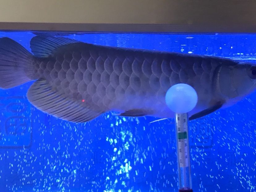 是過背么 黃金貓魚百科 第6張 是過背么 是過背么 黃金貓魚百科 第6張