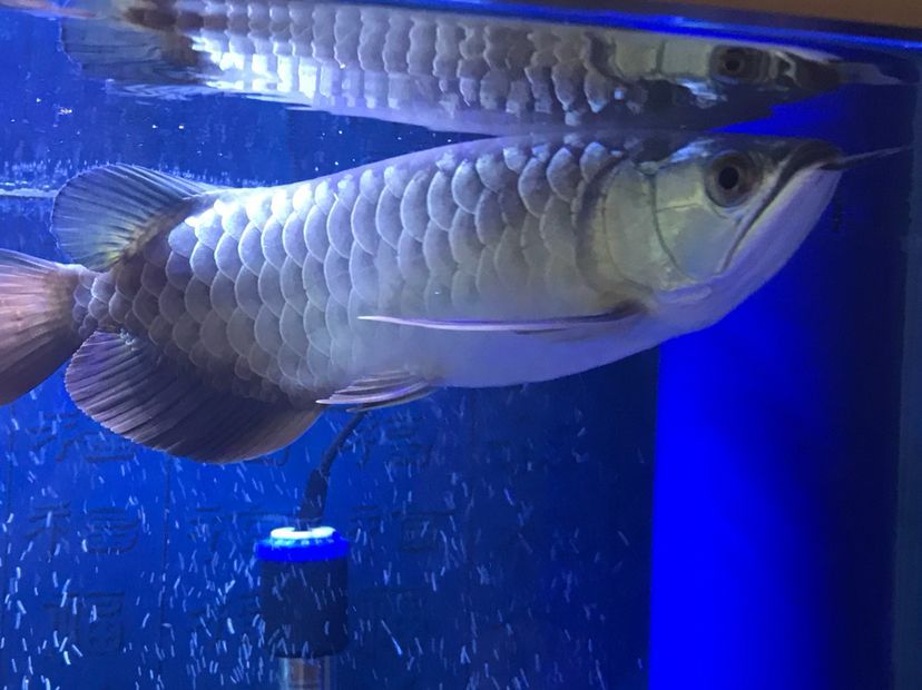 是過背么 黃金貓魚百科 第7張 是過背么 是過背么 黃金貓魚百科 第7張