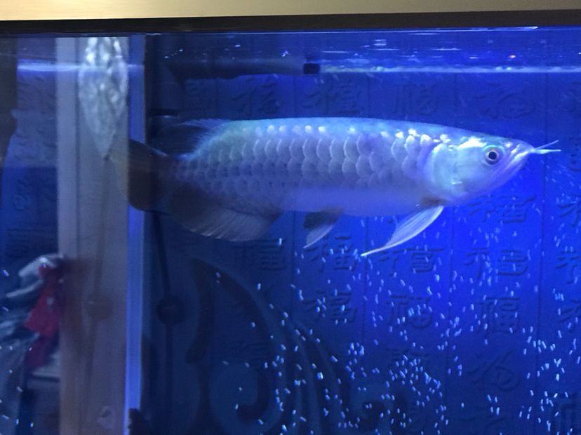 是過背么 黃金貓魚百科 第8張 是過背么 是過背么 黃金貓魚百科 第8張