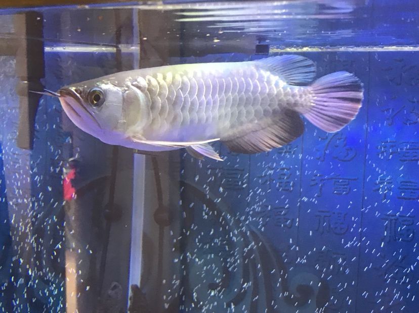 是過背么 黃金貓魚百科 第9張 是過背么 是過背么 黃金貓魚百科 第9張