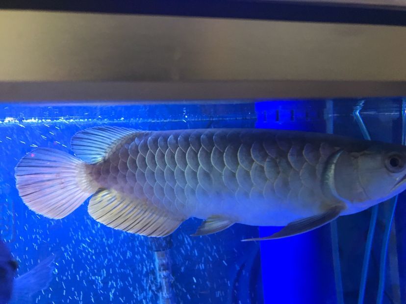 是過背么 黃金貓魚百科 第10張 是過背么 是過背么 黃金貓魚百科 第10張