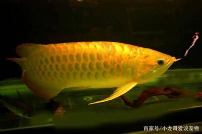 過背金龍魚的特點有哪些呢圖片欣賞：如何挑選優質的過背金龍魚