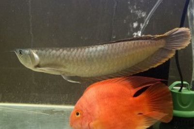 龍魚吃冰凍的小魚怎么辦
