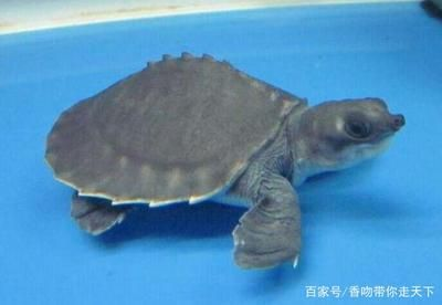 豬鼻龜為什么瀕危動物：豬鼻龜為什么不讓賣