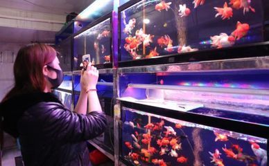 常見觀賞魚養殖種類調查方法：關于觀賞魚養殖種類的信息和養殖技術和專業人士的調查