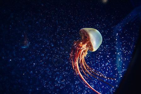 水族館魚缸圖片大全大圖:水族館魚缸圖片大全