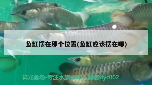 魚缸擺在那個位置(魚缸應(yīng)該擺在哪)