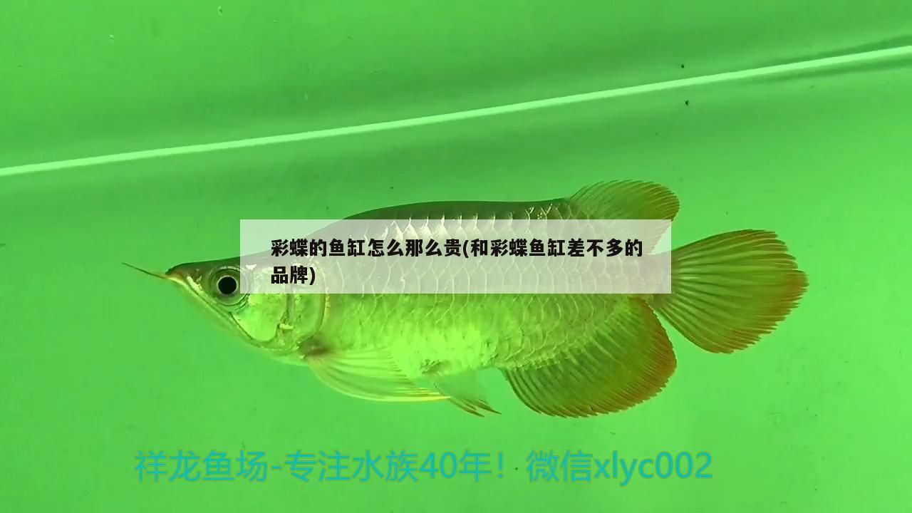 底濾魚(yú)缸常見(jiàn)問(wèn)題(底濾魚(yú)缸不過(guò)濾怎么回事)