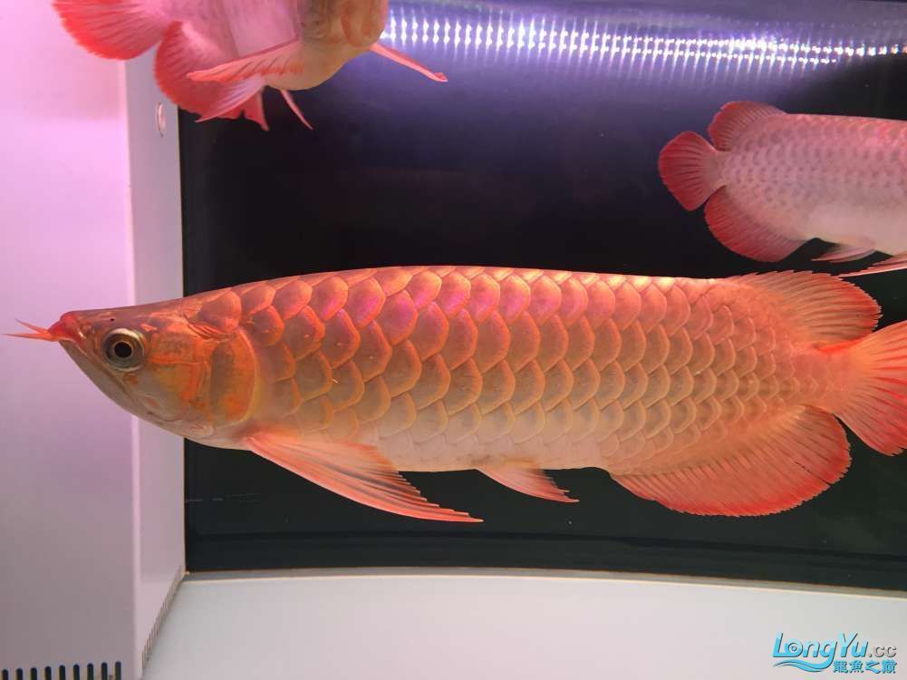 紅龍魚來自哪里的魚種：印度尼西亞蘇門答臘和加里曼丹一帶河流的珍貴淡水觀賞魚