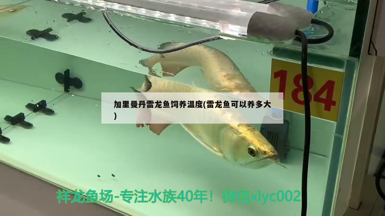 日照觀賞魚協會官網首頁：探索日照觀賞魚之美，共享觀賞魚文化盛宴！，探索日照觀賞魚之美，共享觀賞魚文化盛宴！
