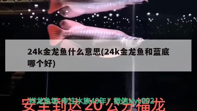 日照觀賞魚協會官網首頁：探索日照觀賞魚之美，共享觀賞魚文化盛宴！，探索日照觀賞魚之美，共享觀賞魚文化盛宴！