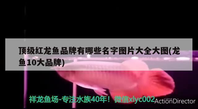 日照觀賞魚協會官網首頁：探索日照觀賞魚之美，共享觀賞魚文化盛宴！，探索日照觀賞魚之美，共享觀賞魚文化盛宴！