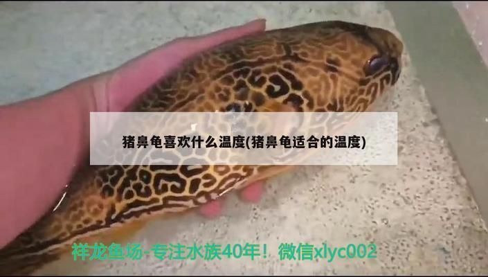 豬鼻龜適合多少溫度：豬鼻龜低溫處理方法如何監控豬鼻龜水溫調節技巧