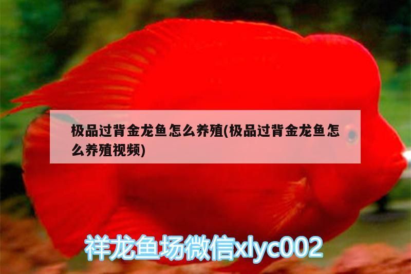 極品過背金龍魚怎么養殖(極品過背金龍魚怎么養殖視頻)