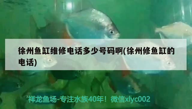 徐州魚缸維修電話多少號碼啊(徐州修魚缸的電話)