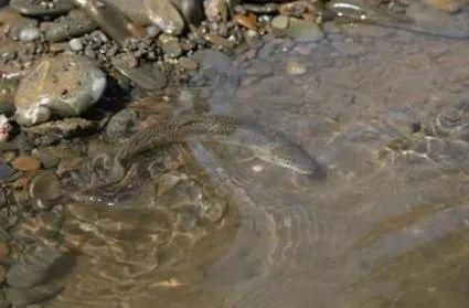 果洛藏族自治州龍魚vs果洛藏族自治州水族批發市場vs果洛藏族自治州水族館vs果洛藏族自治州魚缸批發市場vs祥龍魚場：果洛藏族自治州水族館vs果洛藏族自治州水族批發市場vs祥龍魚場