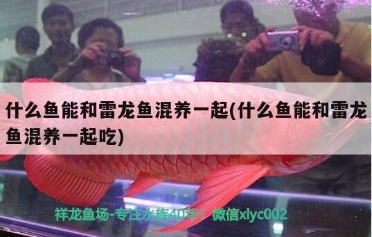 什么魚能和雷龍魚混養一起(什么魚能和雷龍魚混養一起吃)
