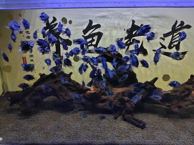 孔雀魚死亡原因一天死一條