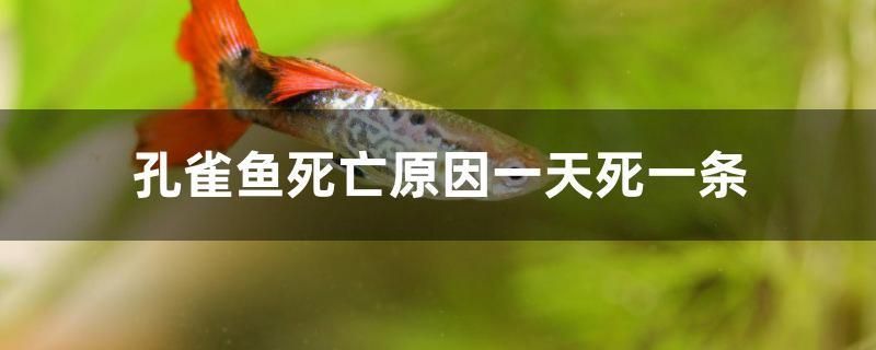 孔雀魚死亡原因一天死一條