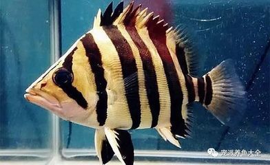 虎魚的配魚：如何選擇適合與虎魚混養的魚類