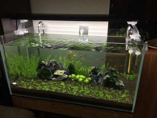 90厘米魚缸多少魚：魚缸養魚的注意事項