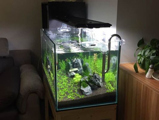90厘米魚缸多少魚：魚缸養魚的注意事項