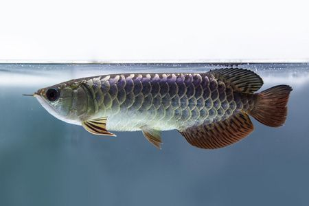 如何開一家水族館：開一家水族館需要一定的啟動資金50萬元的資金